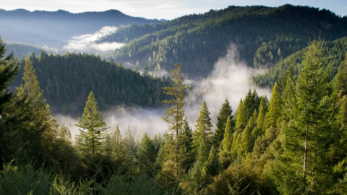 2025년 임업직불금