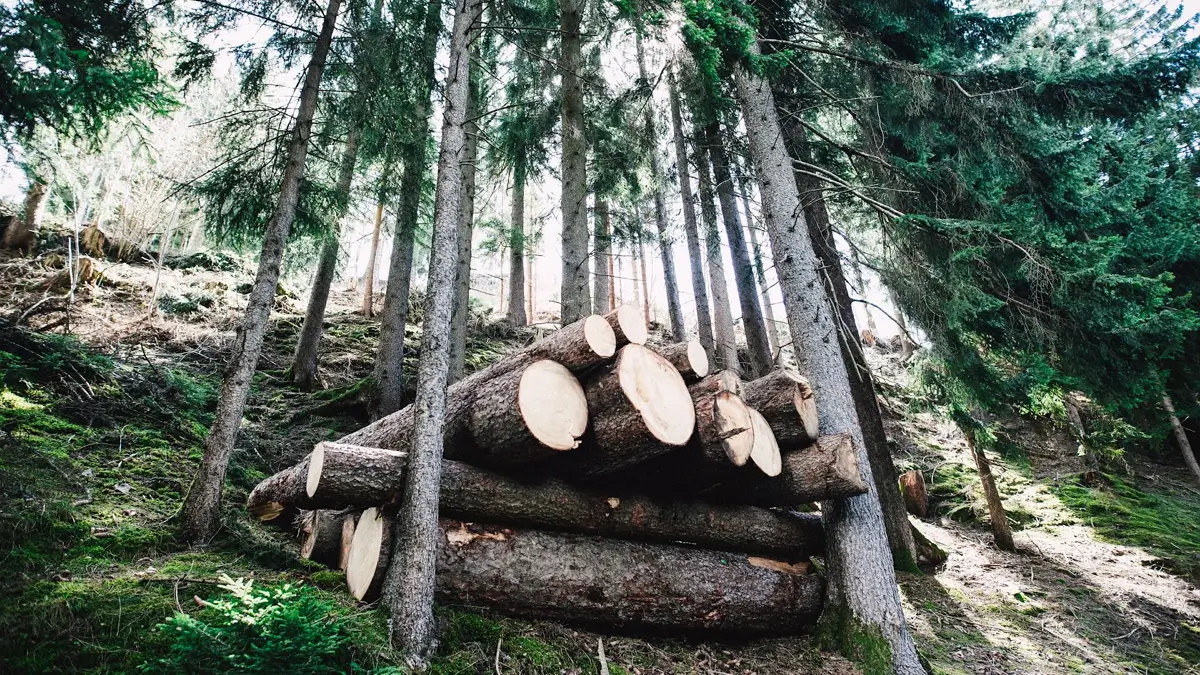 임업직불금 신청